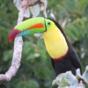 keel-billed toucan
